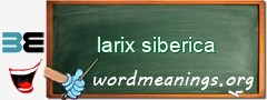 WordMeaning blackboard for larix siberica